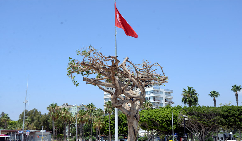 Yarım asırlık ağacı asitle kuruttular