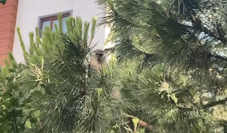 Bağcılar’da şaşkınlık… Nereden geldi bu maymun