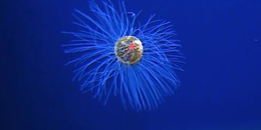 denizanasi