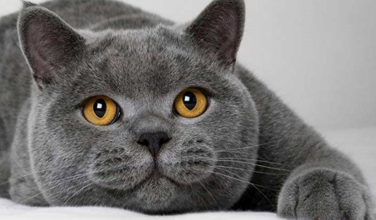 British shorthair özellikleri