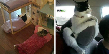 kedi