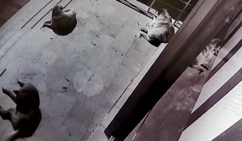 Sokak köpeklerine içki şişesi fırlattı