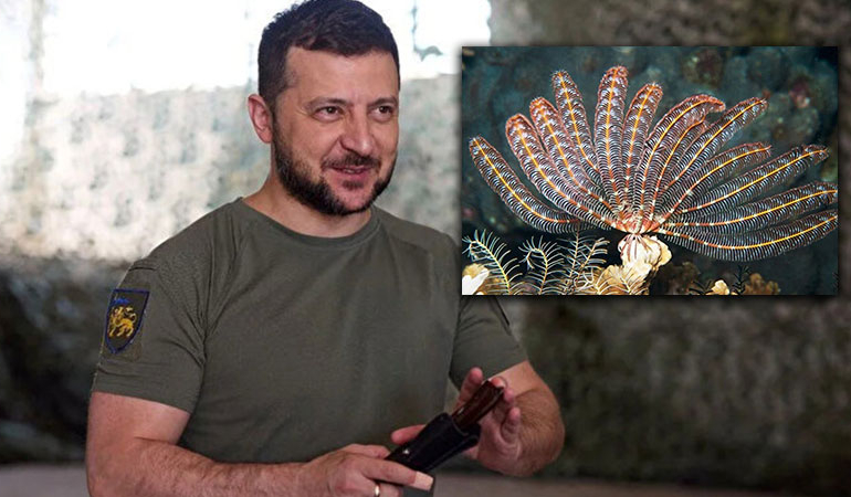 Omurgasız canlıya Zelenskiy’nin adı verildi