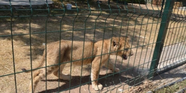 aslan