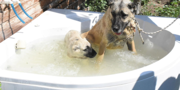 kangal