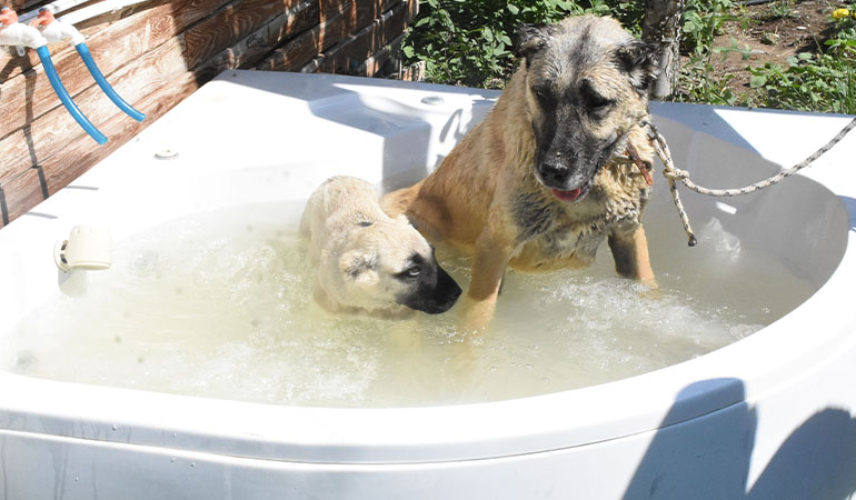 Kangal köpeklerine ‘jakuzi’ serinliği