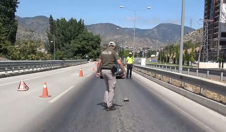 Kara yoluna çıkan kaplumbağayı böyle kurtardı