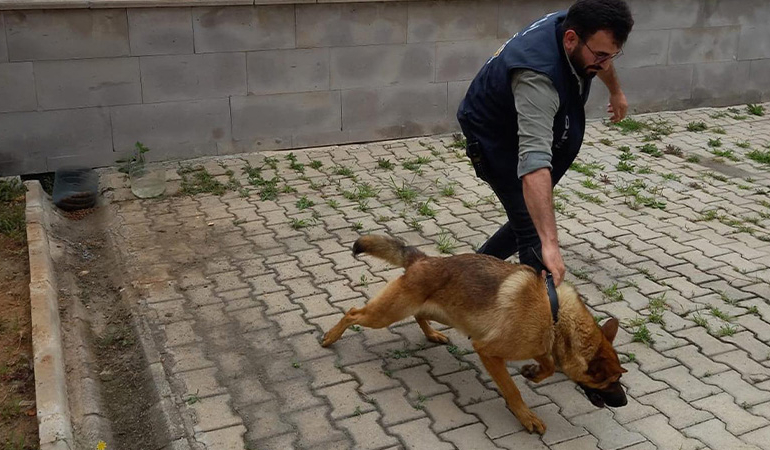 Bekçiyi ısıran köpek gözaltına alındı