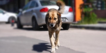 kopek