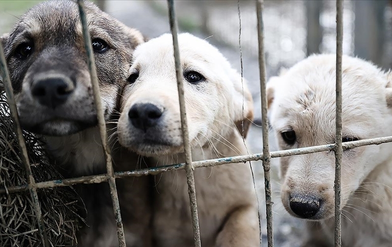 DSÖ açıkladı… Bir köpeğe sahibinden maymun çiçeği virüsü bulaştı