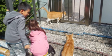 KEDİ