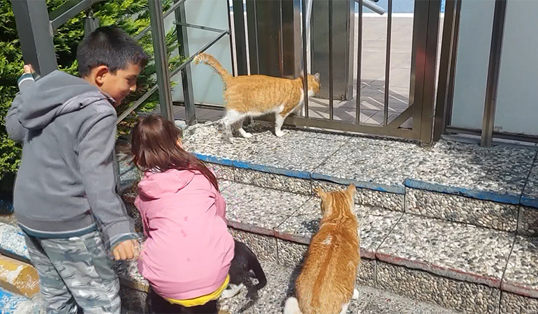 6 yaşındaki çocuğa ceza… Suçu: Kediye su vermek