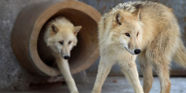 arctic-wolves