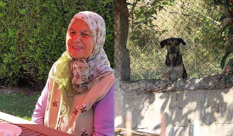 79 yaşındaki kadını oğlunun beslediği köpekler öldürmüş