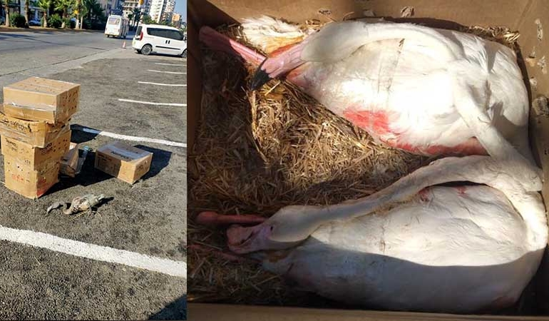 Aksaray’dan Mersin’e koli içinde gönderilen 47 flamingodan 26’sı öldü