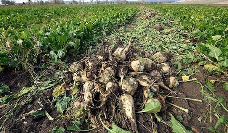 Yüzde 245 zam! Şeker pancarı alım fiyatı açıklandı