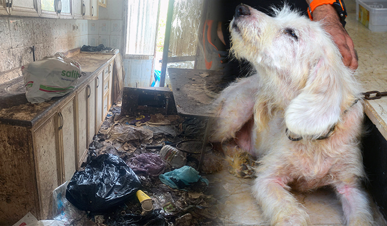 Çöp evden kaçıp veterinere sığındı