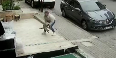 kedi