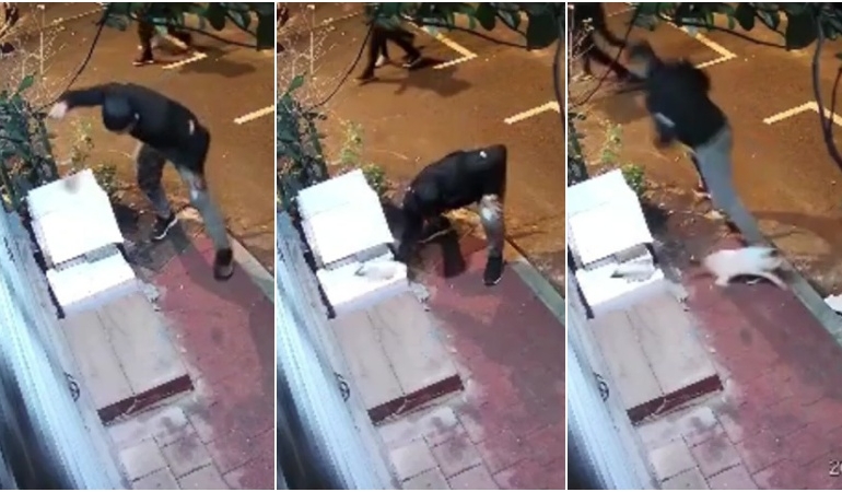Kedi uyurken yuvayı yumruklayarak parçaladı