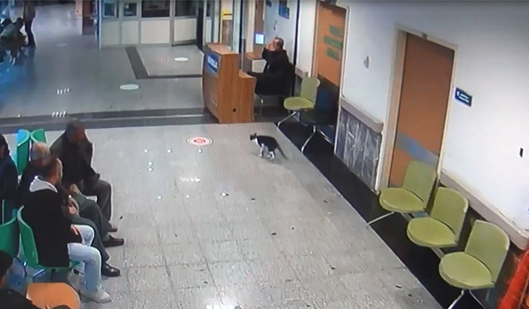 Ayağı kırılan kedi sekerek acil servise gitti