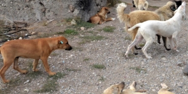kopek