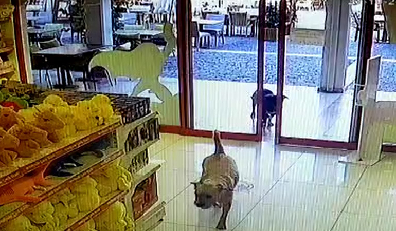 Oyuncak ‘hırsızı’ köpekler kamerada