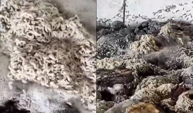 Mide bulandıran görüntüler! Mezbahanede kurtlu işkembeler