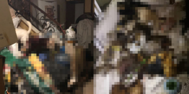 kedi