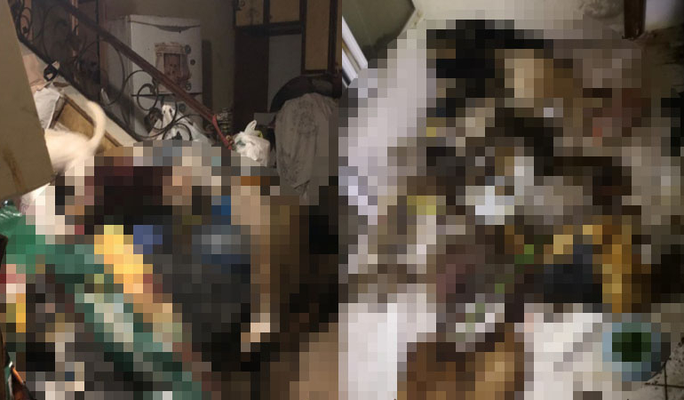 Marmaris’te dehşet… Çok sayıda çürümüş köpek ve kedi ölüsü bulundu