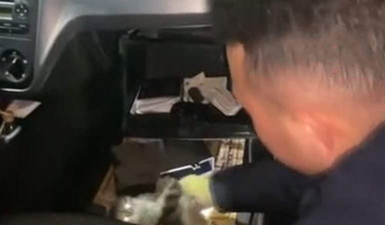 Veterinere gitmek istemeyen kedi torpidoya saklandı