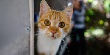 kedi