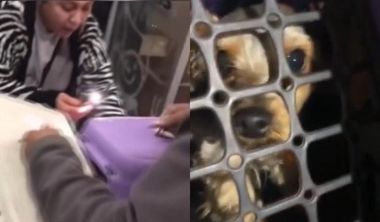 Köpeğe şiddet uygulayan Çinli gözaltında