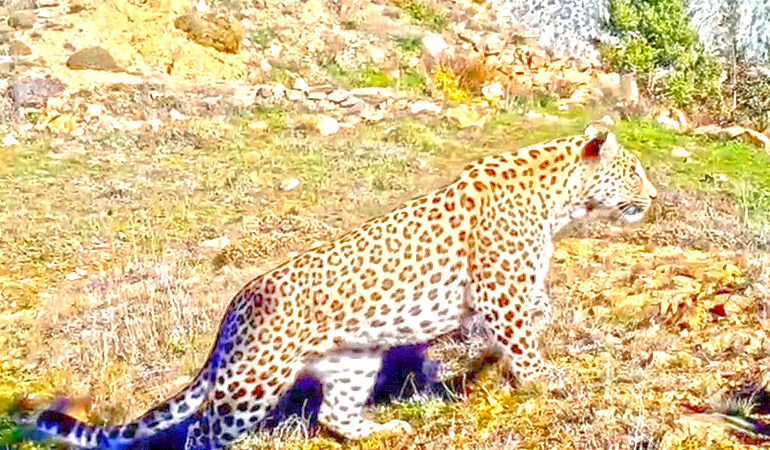 Anadolu leoparı ‘Pars’ yeniden görüntülendi