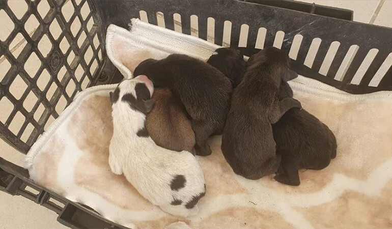 7 köpek yavrusu öldürülmüş halde bulundu