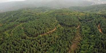orman-hatay-temsili