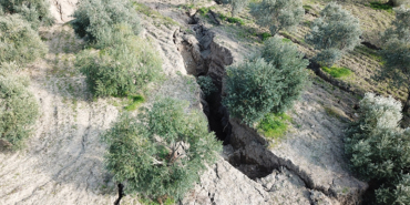 zeytin-bahcesi-hatay