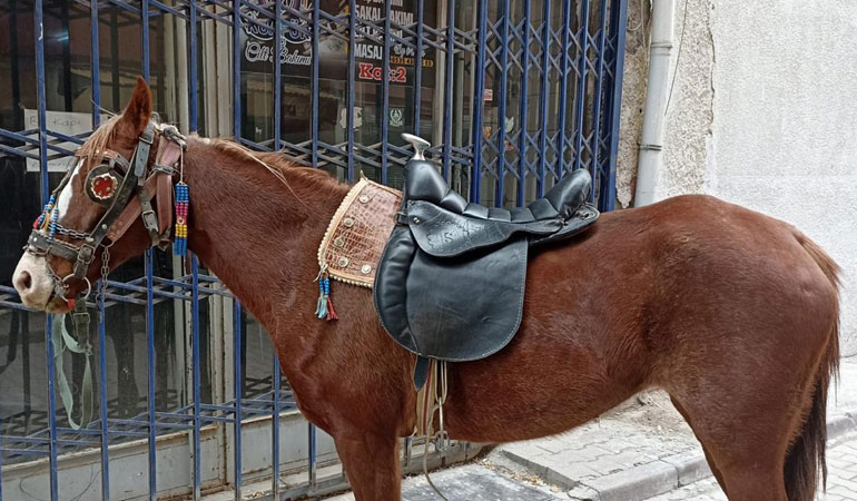 Alkollü sürücü atıyla ters yöne girince polis affetmedi