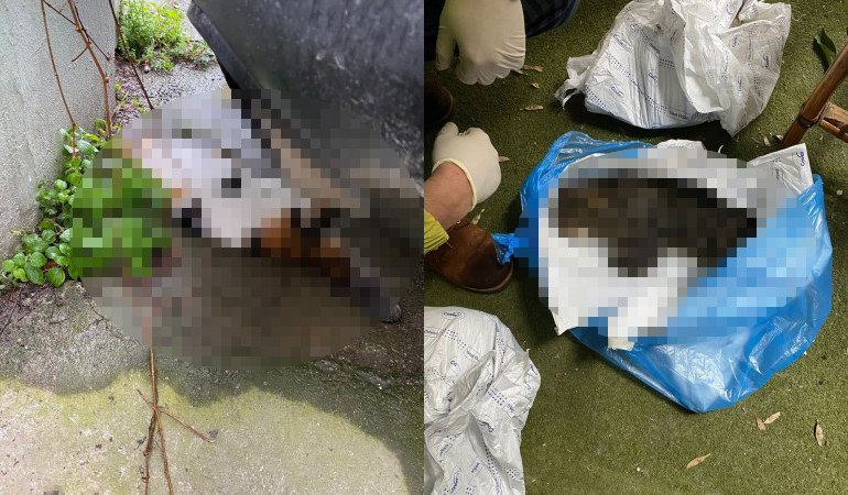 Mahalleyi ayağa kaldıran kedi ölümleri: Büyük bir katliam