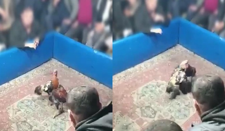 Hayvanları koruma derneğinde horoz dövüşü!
