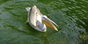 pelikanon
