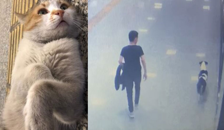 Köpeğini kediye saldırtarak ölümüne sebep olan çocuğa ilginç ceza