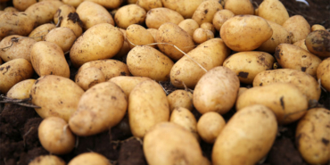 patates