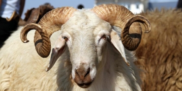 kurban