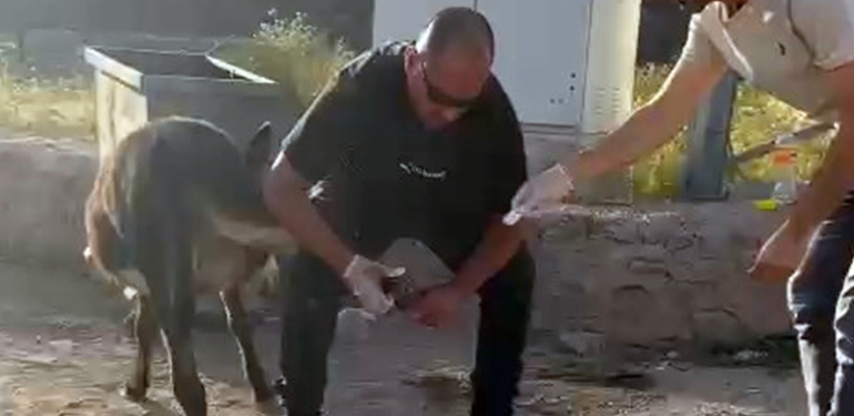 Başhekim, yaralı eşeğe pansuman yaptı
