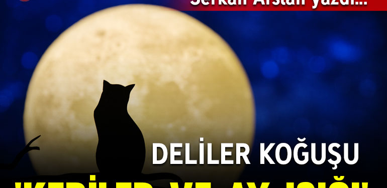 Deliler koğuşu ‘kediler ve ay ışığı’