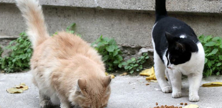 20 kediye kezzap attığı için tutuklanan zanlı: Ciddi bir şey yapmadım