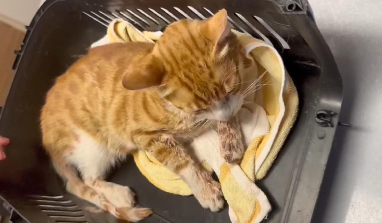 İşkenceye uğrayan kedi yaşamını yitirdi