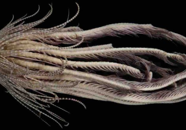 Antarktika’da 20 kollu deniz canlısı keşfedildi