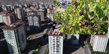 gezi1
