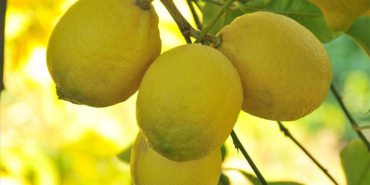 limon